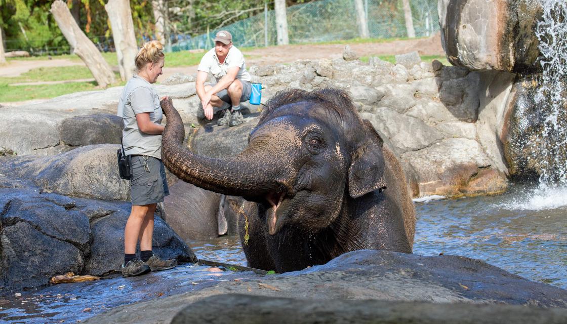 Auckland Zoo to move both its elephants overseas amid concerns for