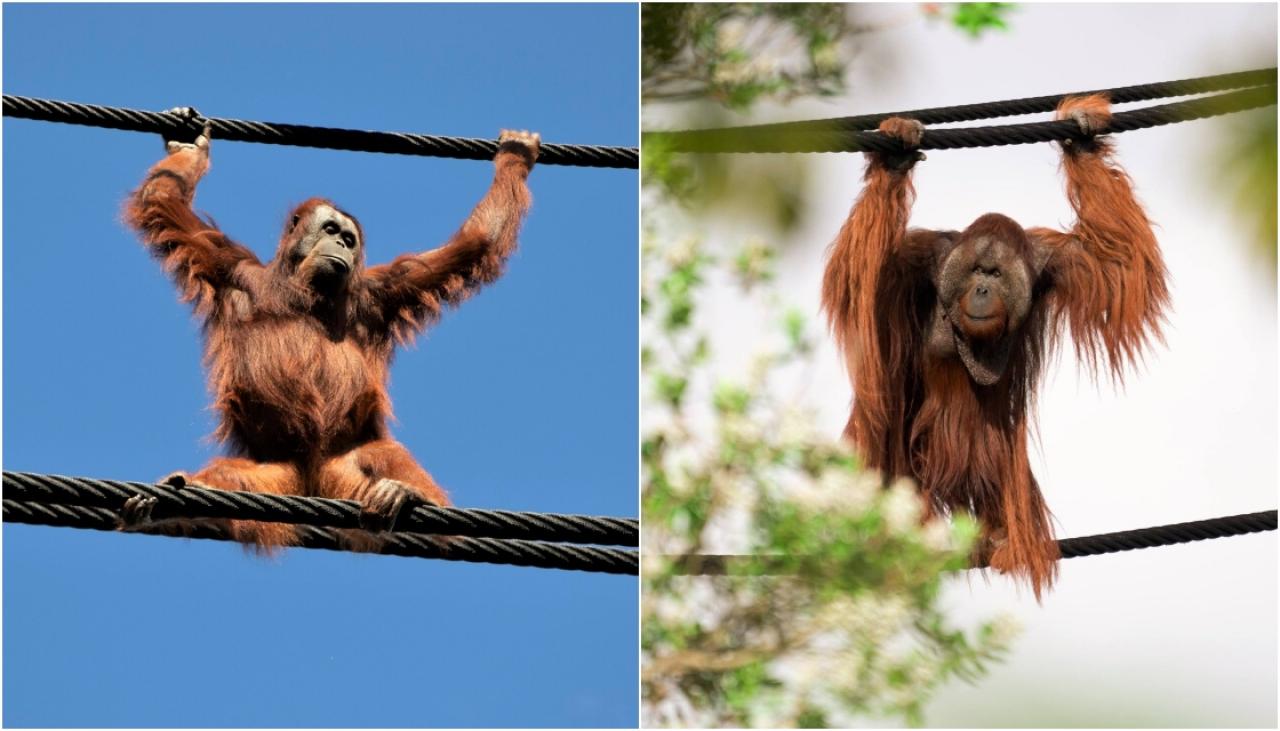 Auckland Zoo's new enclosure: Orangutans 25m up in the sky | Newshub