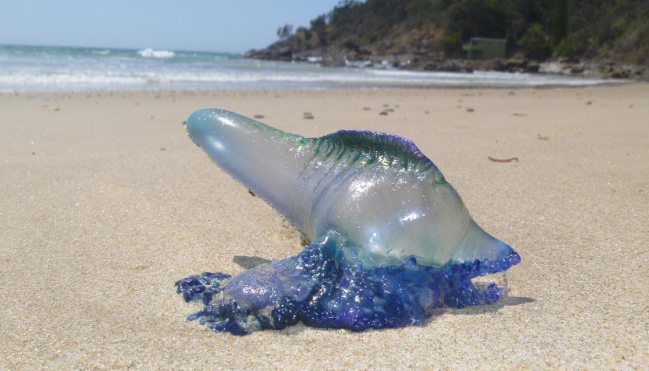 'Exercise caution': Bluebottles, faecal bacteria invade Auckland's