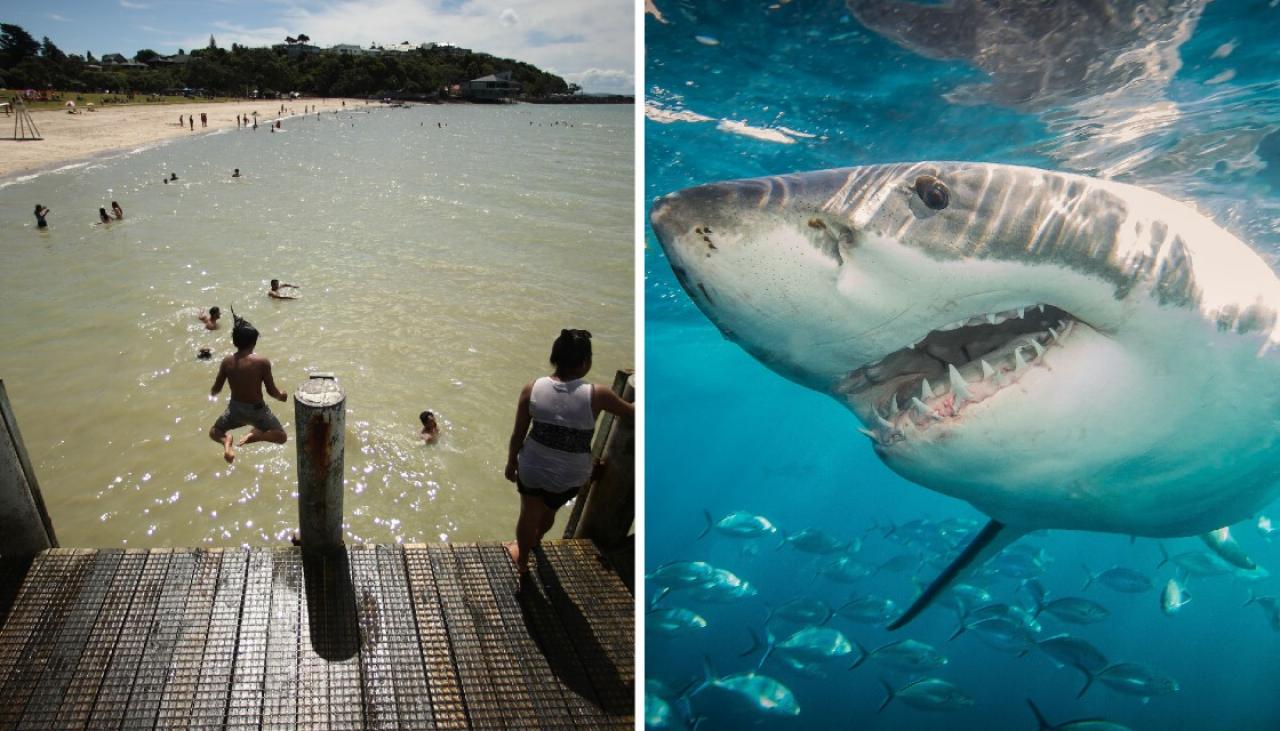 Most swimmers will be within 300 metres from a shark at New Zealand