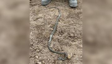 Snakes In New Zealand How Many Have Been Found Here Newshub   Facebook Snake Auckland 1120 