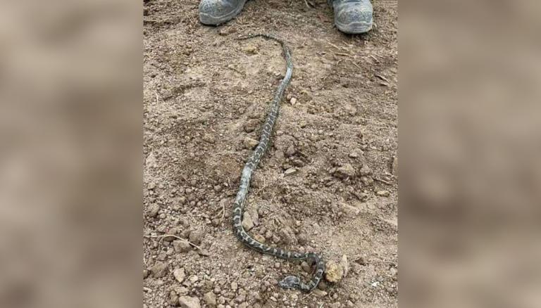 10ft snake pulled from toilet after biting man's bum