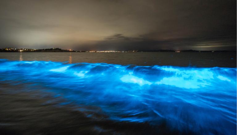 Bioluminescent algae bloom dazzles beachgoers