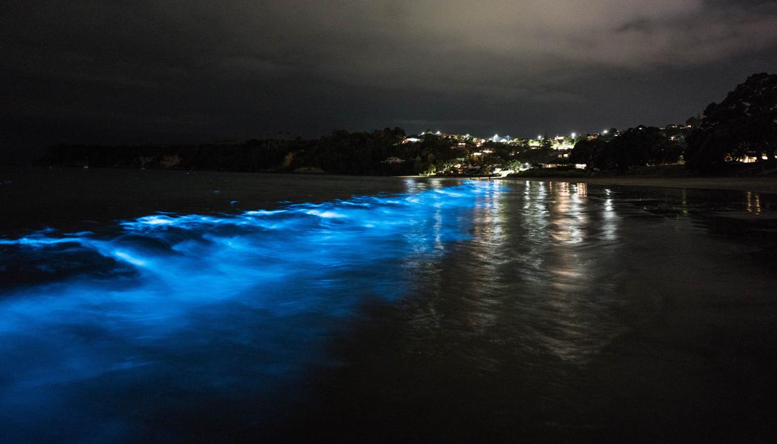 Bioluminescence lights up Auckland's Tindalls Beach as 'unreal' algal bloom  brings neon-blue waves | Newshub