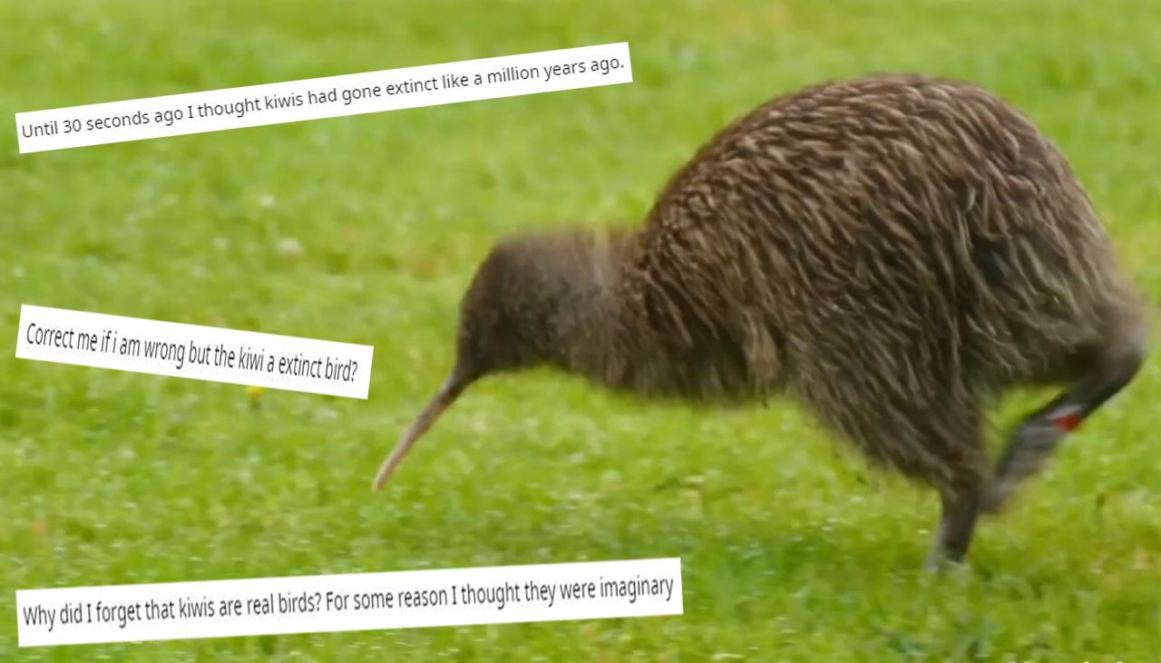 Reddit users shocked to discover kiwi bird exists, isn't imaginary nor