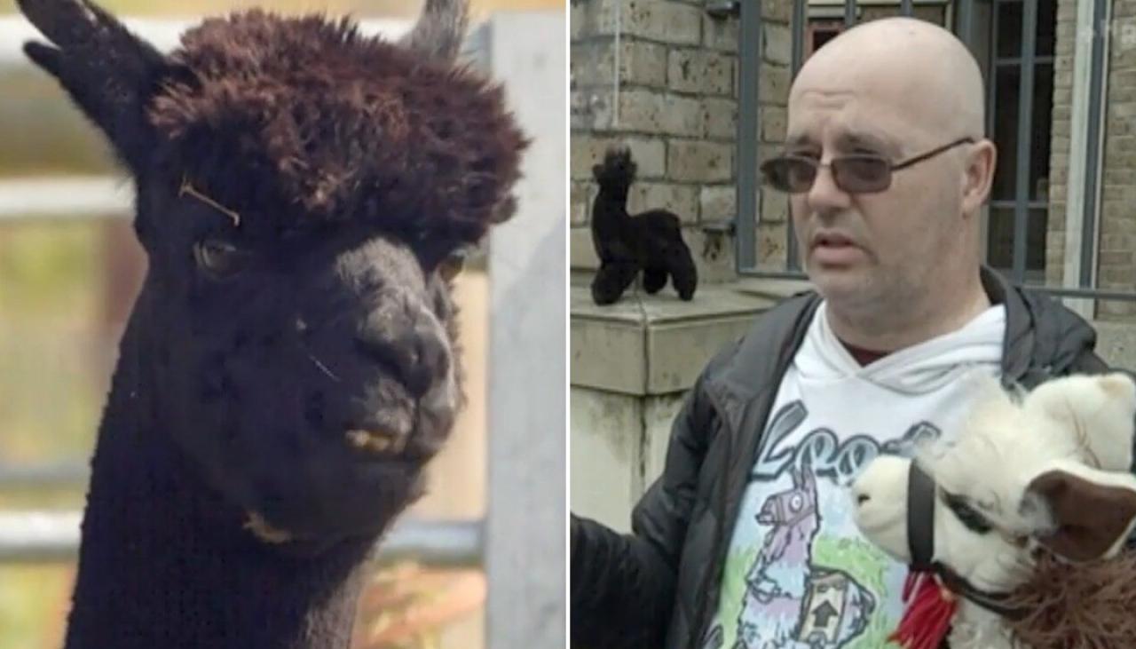 Doomed alpaca Geronimo's fate sparks protest outside Wellington's British  High Commission | Newshub