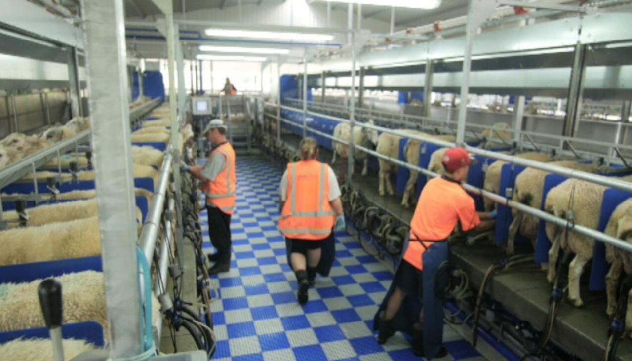 Sheep Milk The Alternative Dairy Option With Potential To Be Worth   Sheep Milk Newshub 1120 