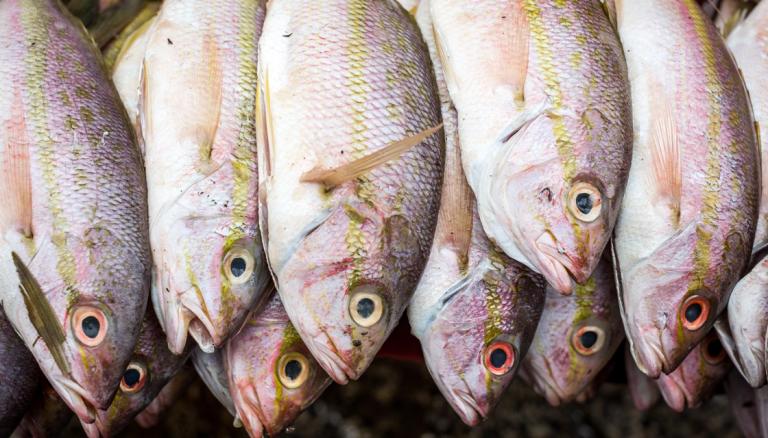 NEW Gulp! Colours go Nuclear on Mega Snapper!! – Hauraki Gulf Fishing