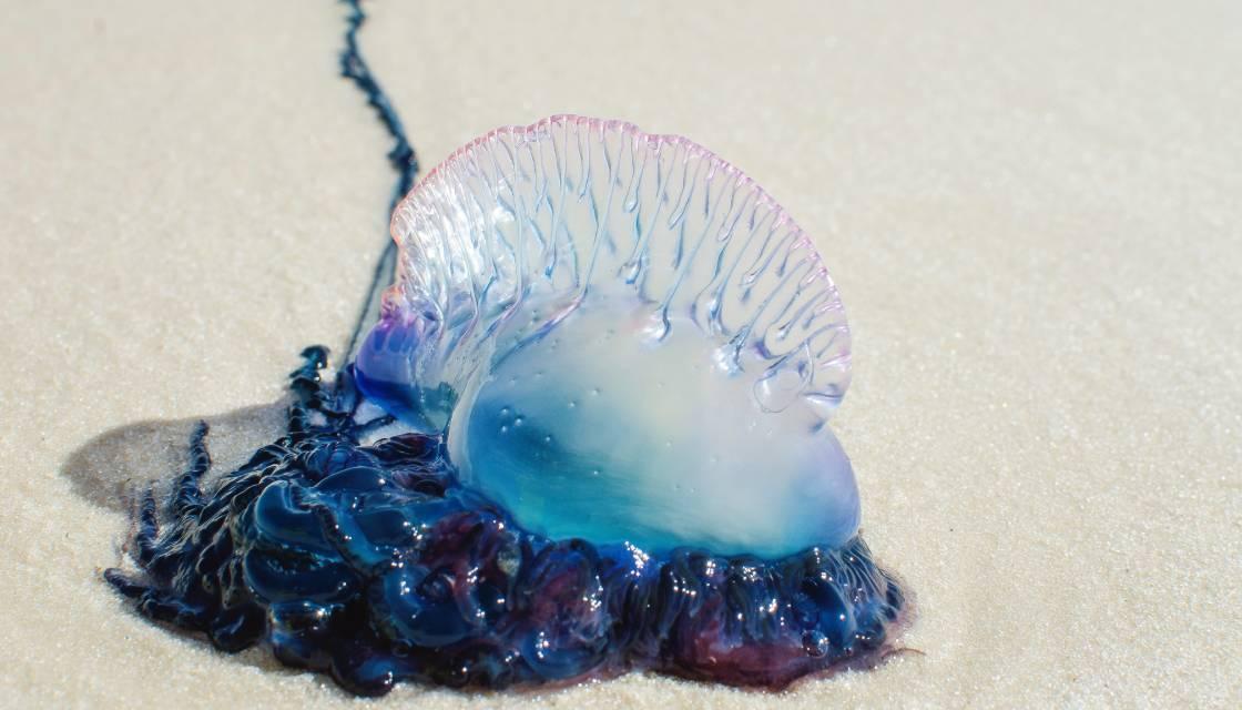 Bluebottle jellyfish hit Australian beaches in 'gobsmacking abundance' -  ABC News