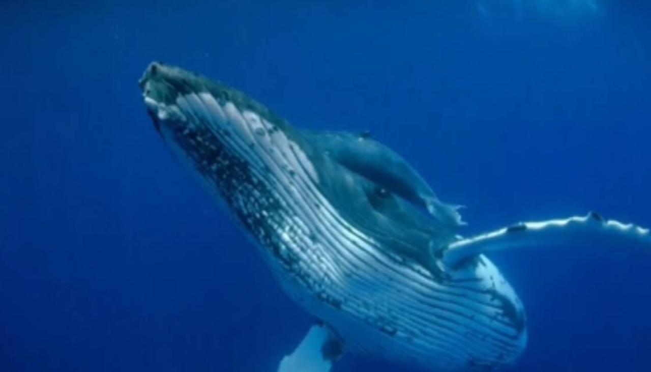 Whales could help tackle climate change as they naturally absorb carbon