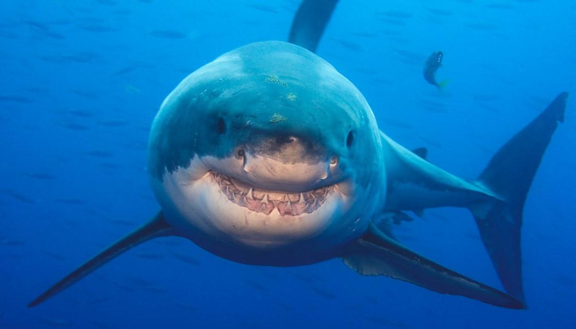 Do great whites live in New Zealand?