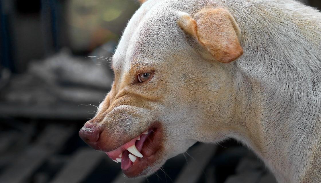 Vicious Dogs Roaming Auckland Streets Kill Five Pet Cats, People 'too ...