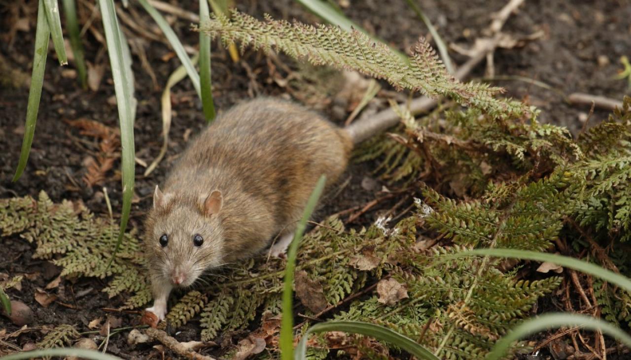 Waikato wetland sanctuary unleashing rats to drive out sparrows from