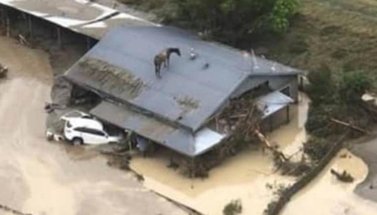 Cyclone Gabrielle Horse dies, many missing as cyclone tears through