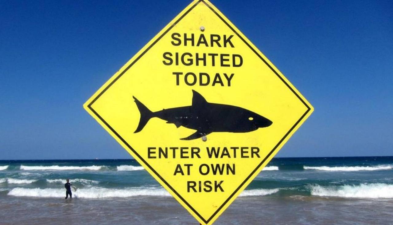 Swimmers warned after shark sightings at three popular Auckland beaches