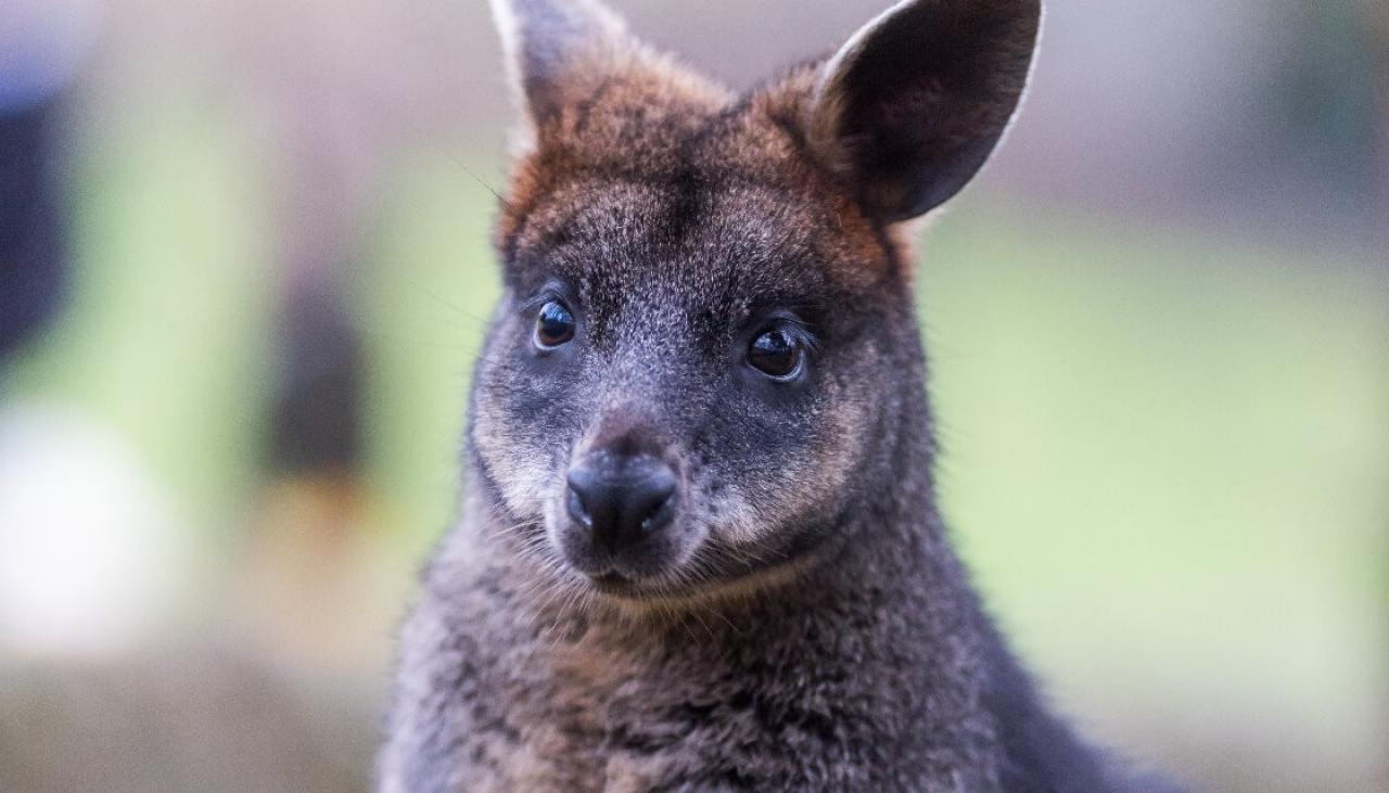 First-ever wallaby discovered in Manawatū-Whanganui region, prompting plea  to New Zealanders | Newshub