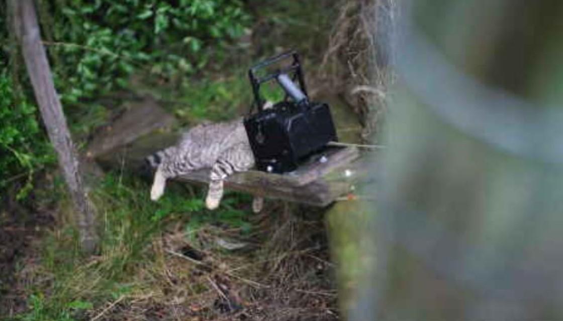 Feral Cat trapping with Timms - TRAP.NZ Forums