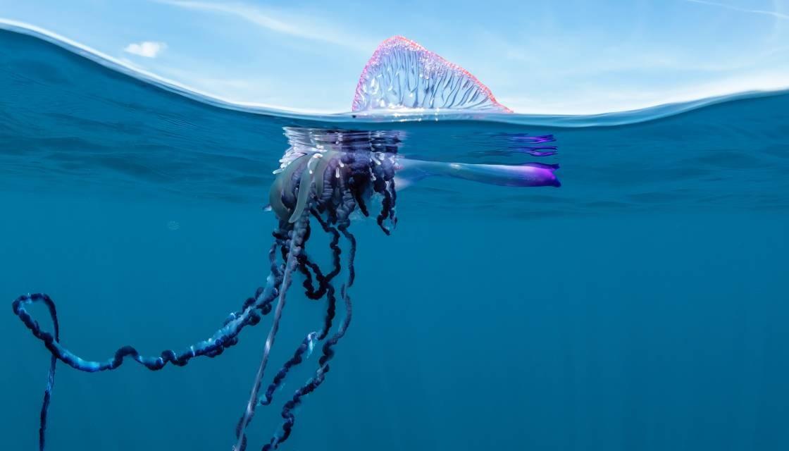 https://www.newshub.co.nz/home/new-zealand/2023/12/lifeguards-kept-busy-in-raglan-after-beach-inundated-with-jellyfish-over-weekend/_jcr_content/par/image_885856793.dynimg.full.q75.jpg/v1702872829355/bluebottle-jellyfish-getty-1120.jpg