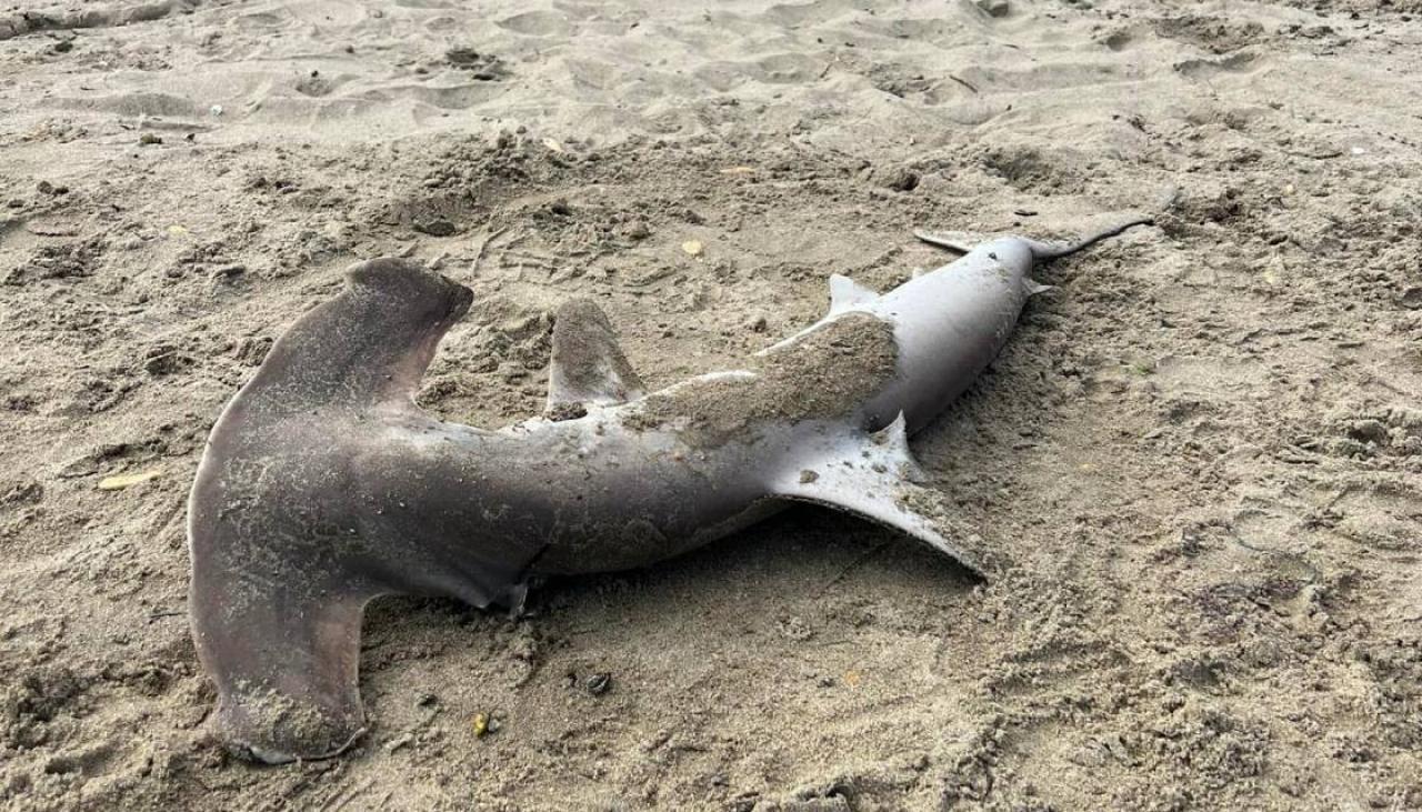 Baby hammerhead shark found off Florida coast could be part of