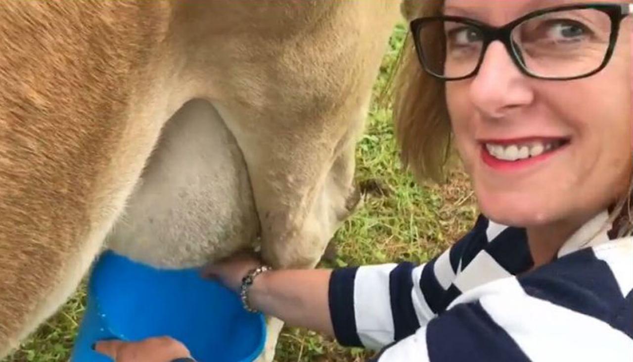 Backbench National Mp Barbara Kuriger Milks Cow Drinks Milk Newshub