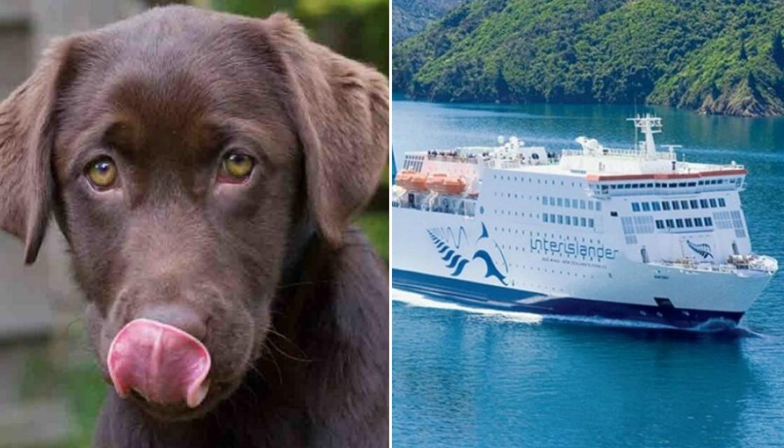 can-dogs-go-on-ferries