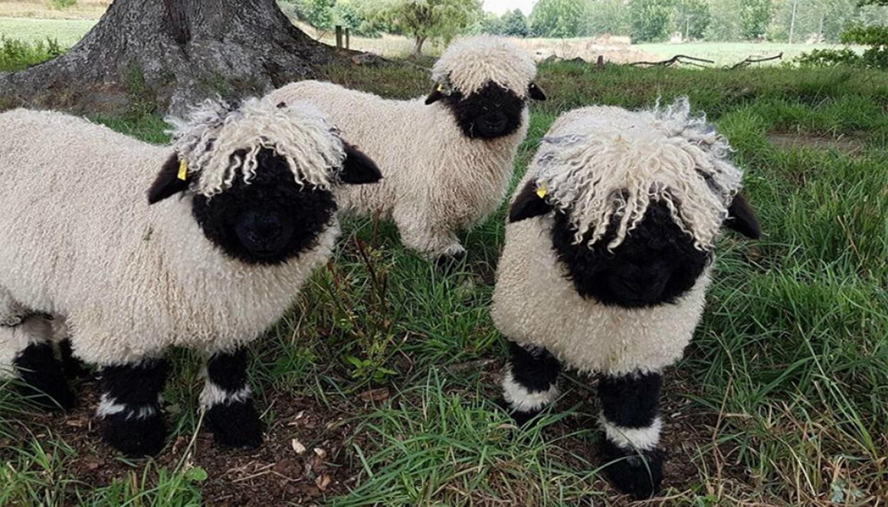 Shaggy sweetheart breed of sheep 'taking the world by ... - 1280 x 731 jpeg 191kB