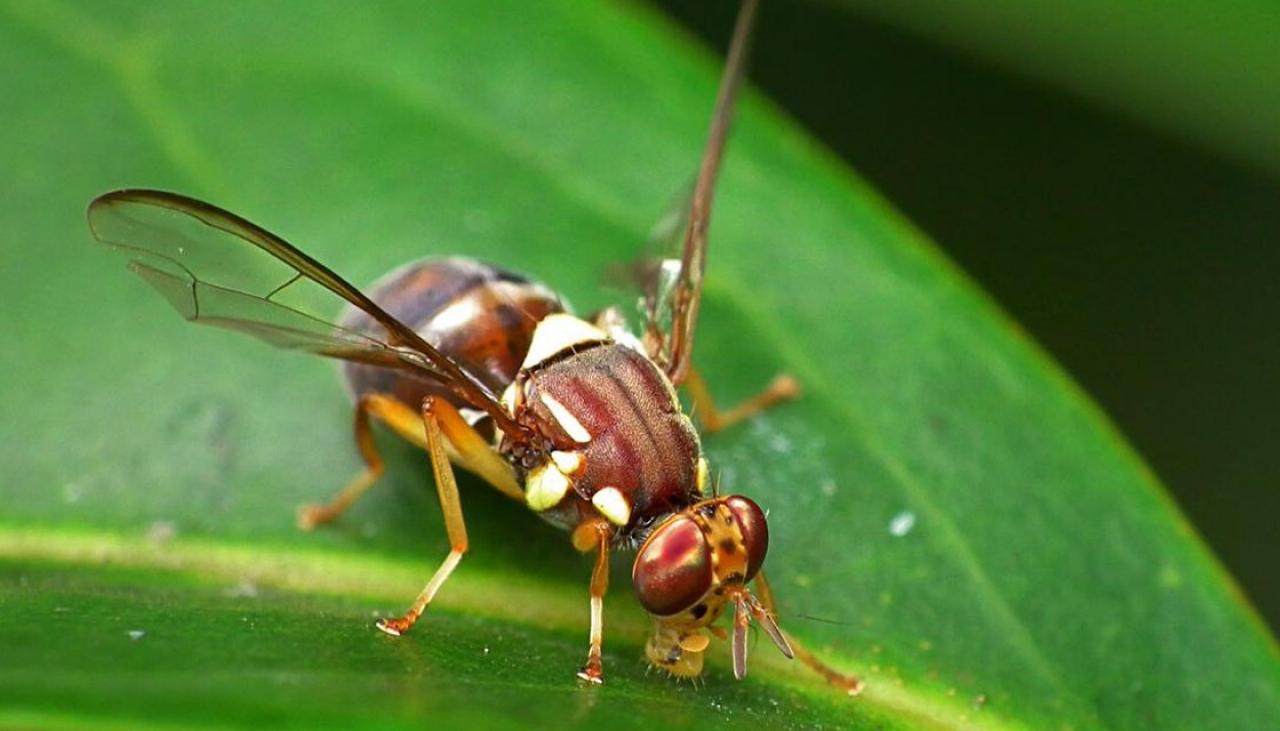 Third Queensland Fruit Fly Found In Northcote Newshub   Queensland Fruit Fly 1200 GettyImages 160544379 