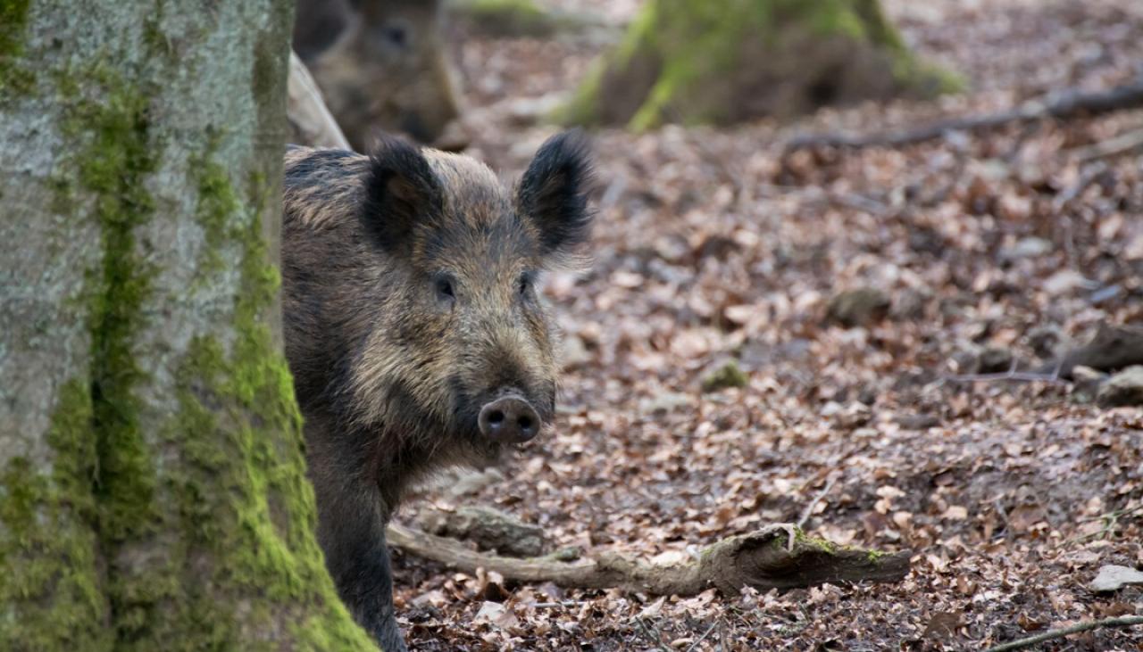 Feral hogs a serious problem in Puhoi | Newshub