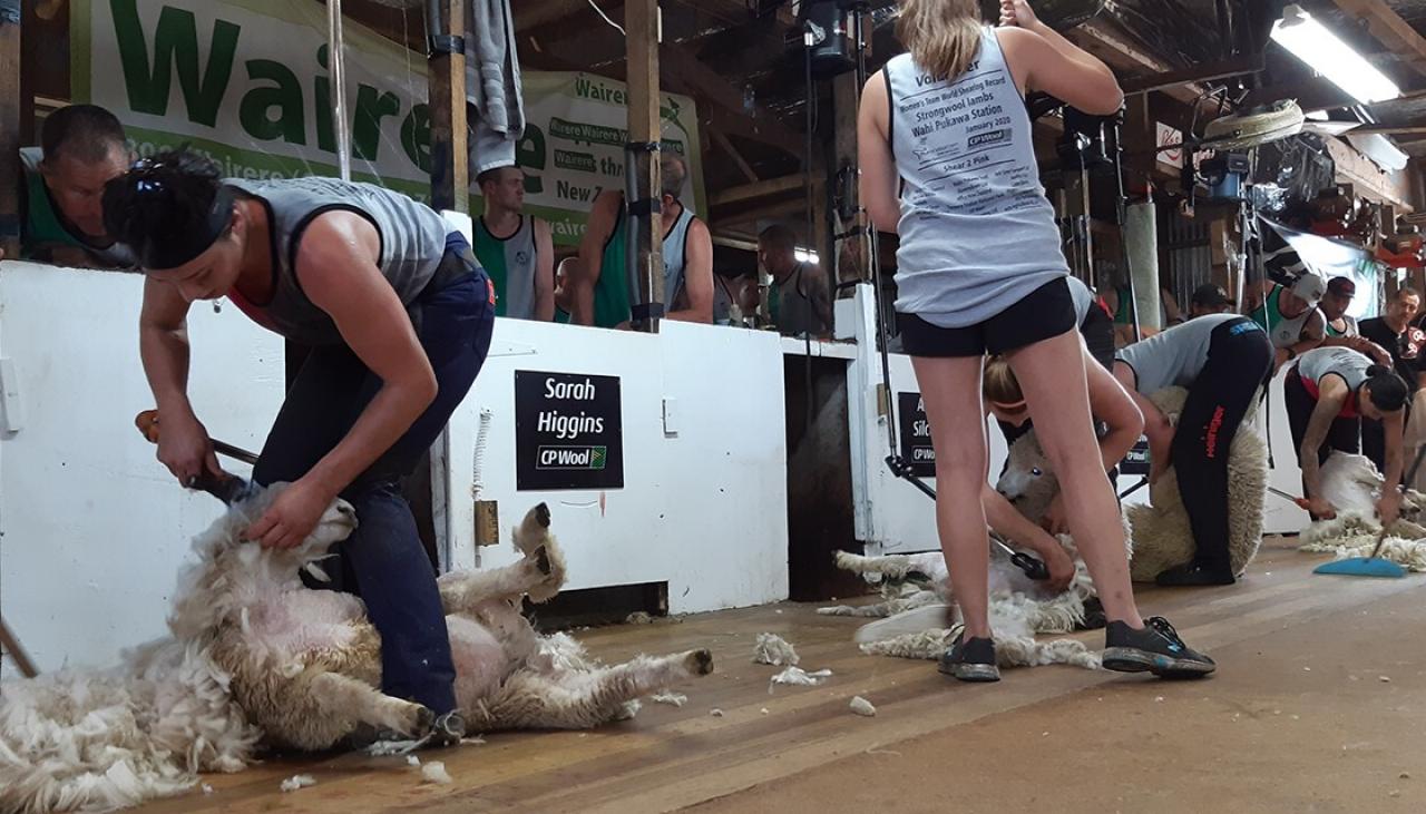 New World Record One Of The Great Moments In Shearing In New Zealand Newshub