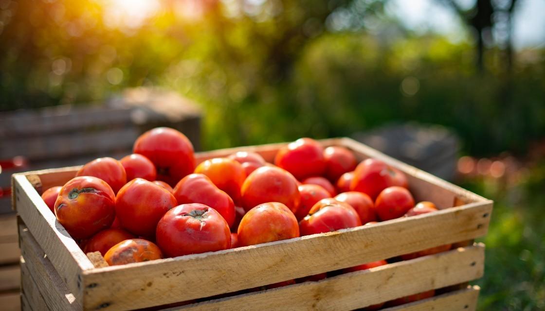 High carbon charges could lead to winter tomato shortage in South