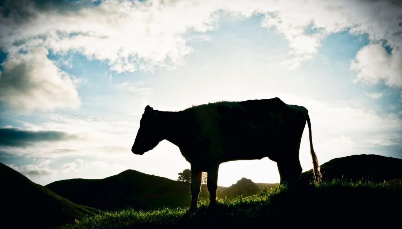 Whāngārei farmer fined for 'violently' hitting cows with metal pipe ...