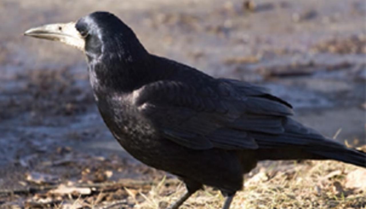 Rooks  Waikato Regional Council