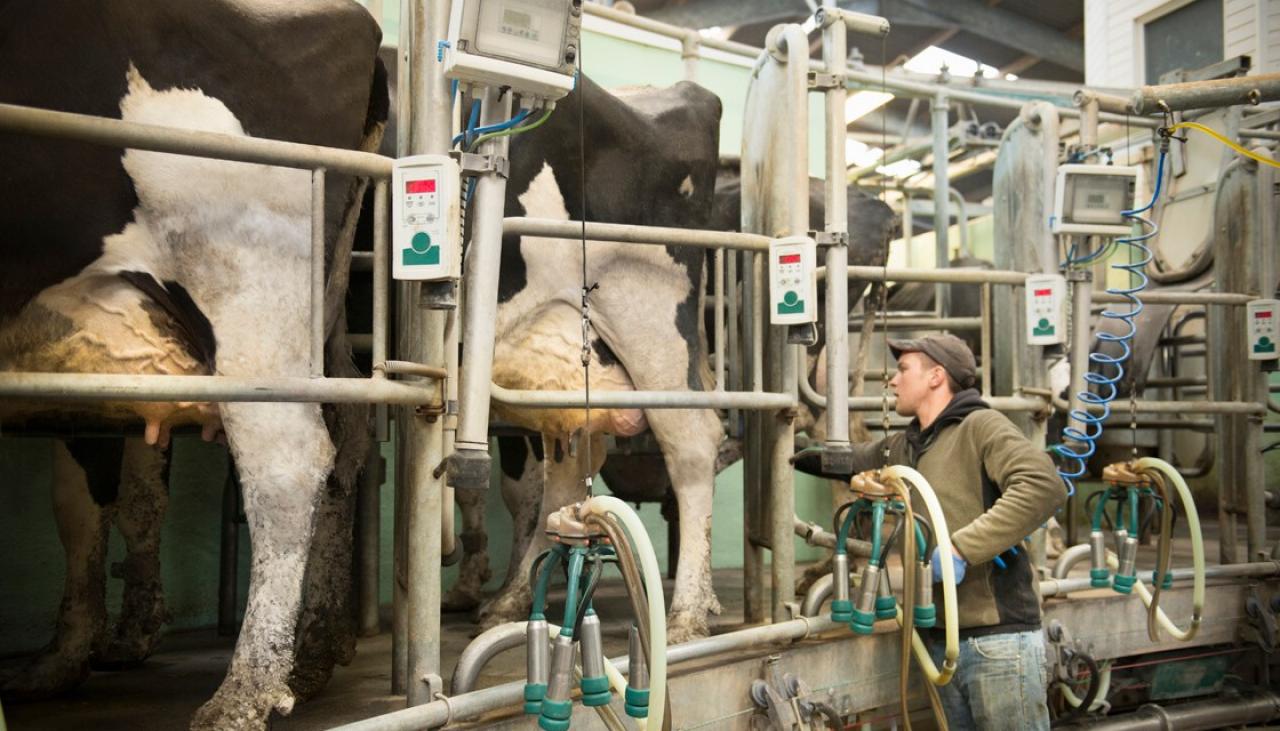 Slight rise for dairy prices in latest Global Dairy Trade auction Newshub