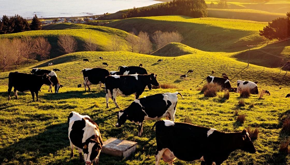 Dairy Industry Says Farmers Committed To Reducing Emissions But No 2781