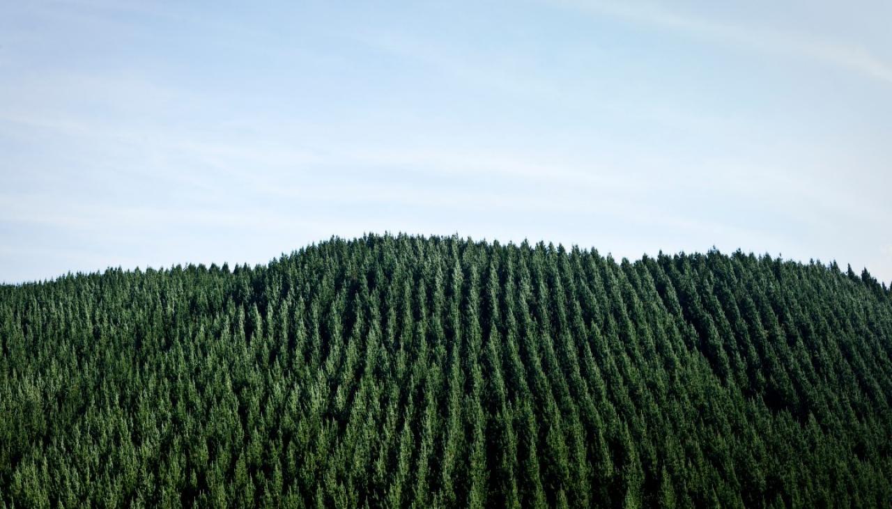 New Zealand Forest Treeline by Stocksy Contributor Ansel