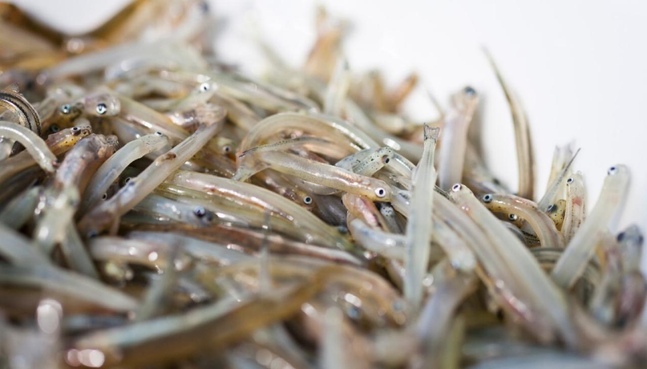 new-measures-introduced-to-protect-whitebait-fishery-newshub