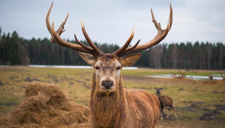 Deer penis exports The surprising rise of New Zealand s pizzle