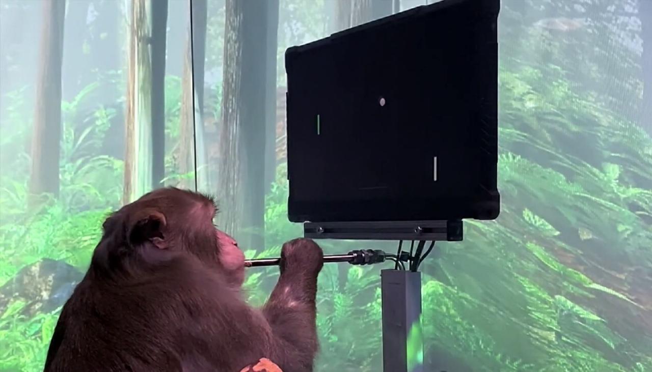 Elon Musk's Neuralink shows monkey with brain-chip playing videogame by
