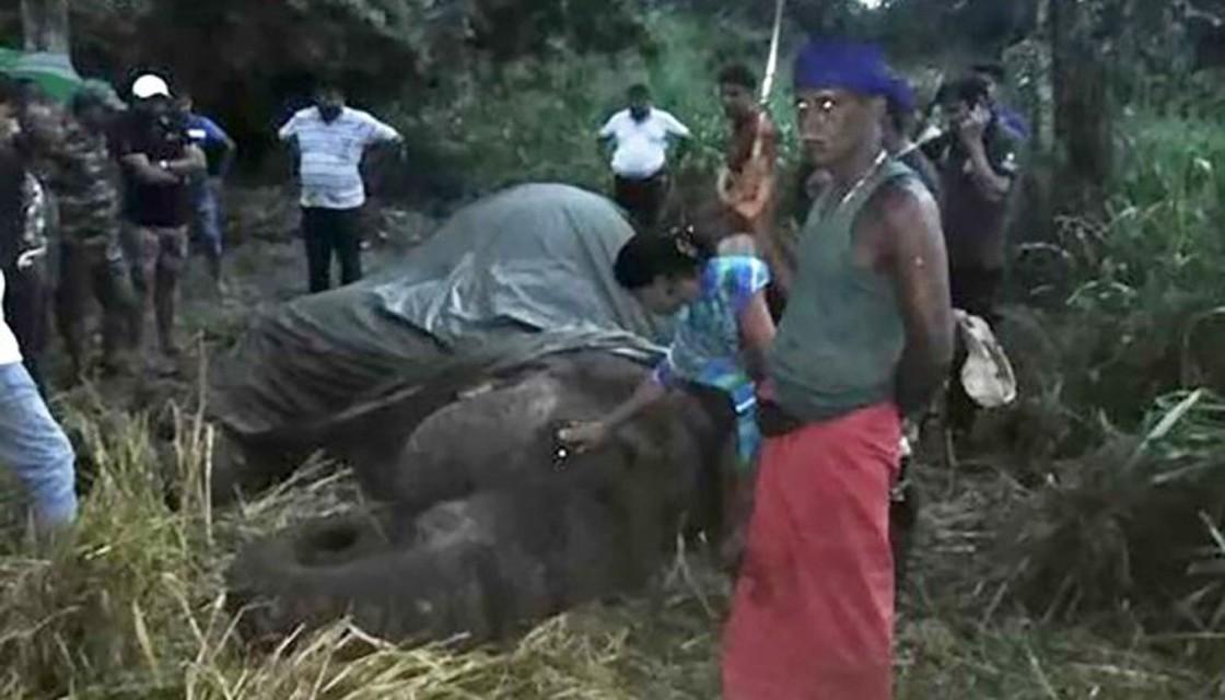 Teen elephant dies after relentless tourist rides in Sri Lanka | Newshub