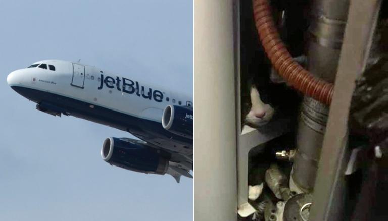 Cat in Plane Luggage Tag – R. Nichols