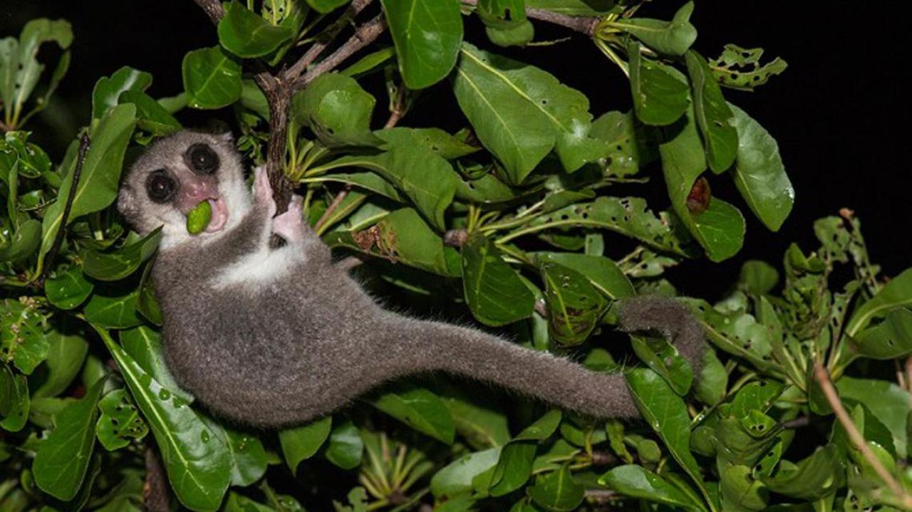 Newly Discovered Dwarf Lemur Could Be A New Species Newshub 