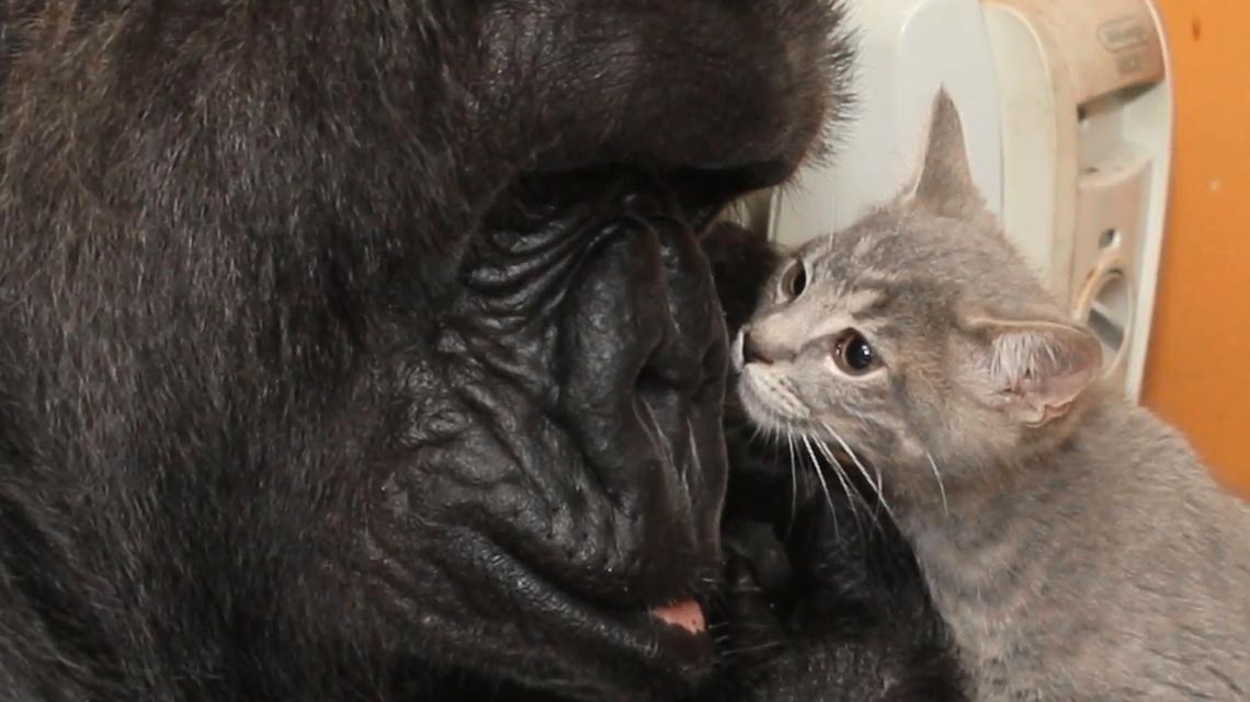 Video Koko The Gorilla Adopts Two Kittens Newshub