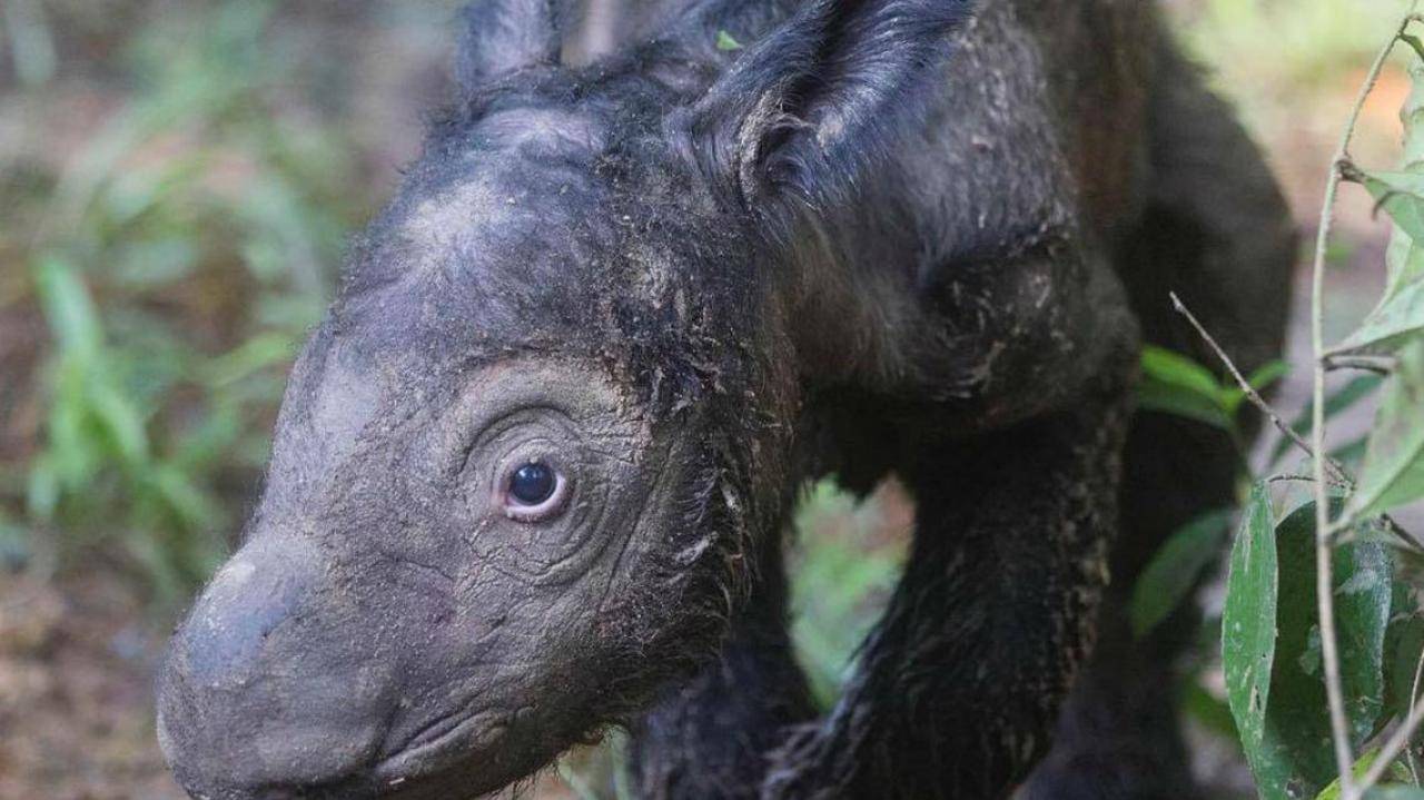 Sumatran rhino born in Indonesia | Newshub