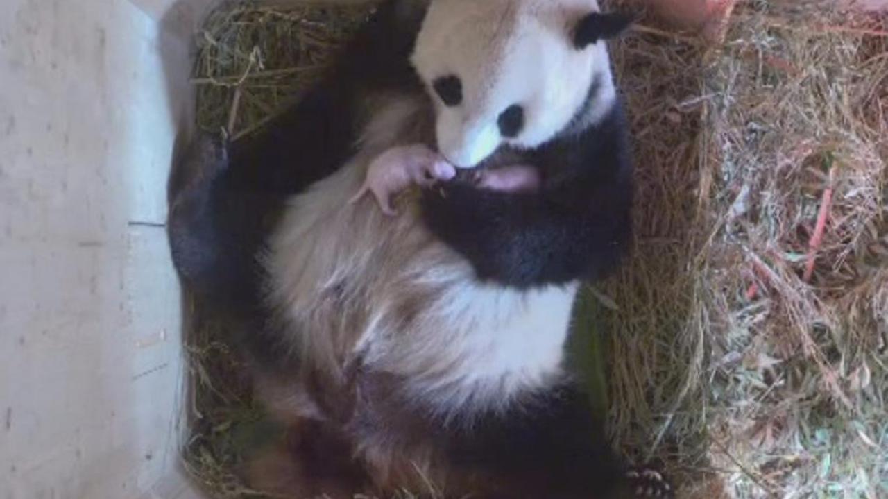 Giant panda mum cuddles newborn twins | Newshub