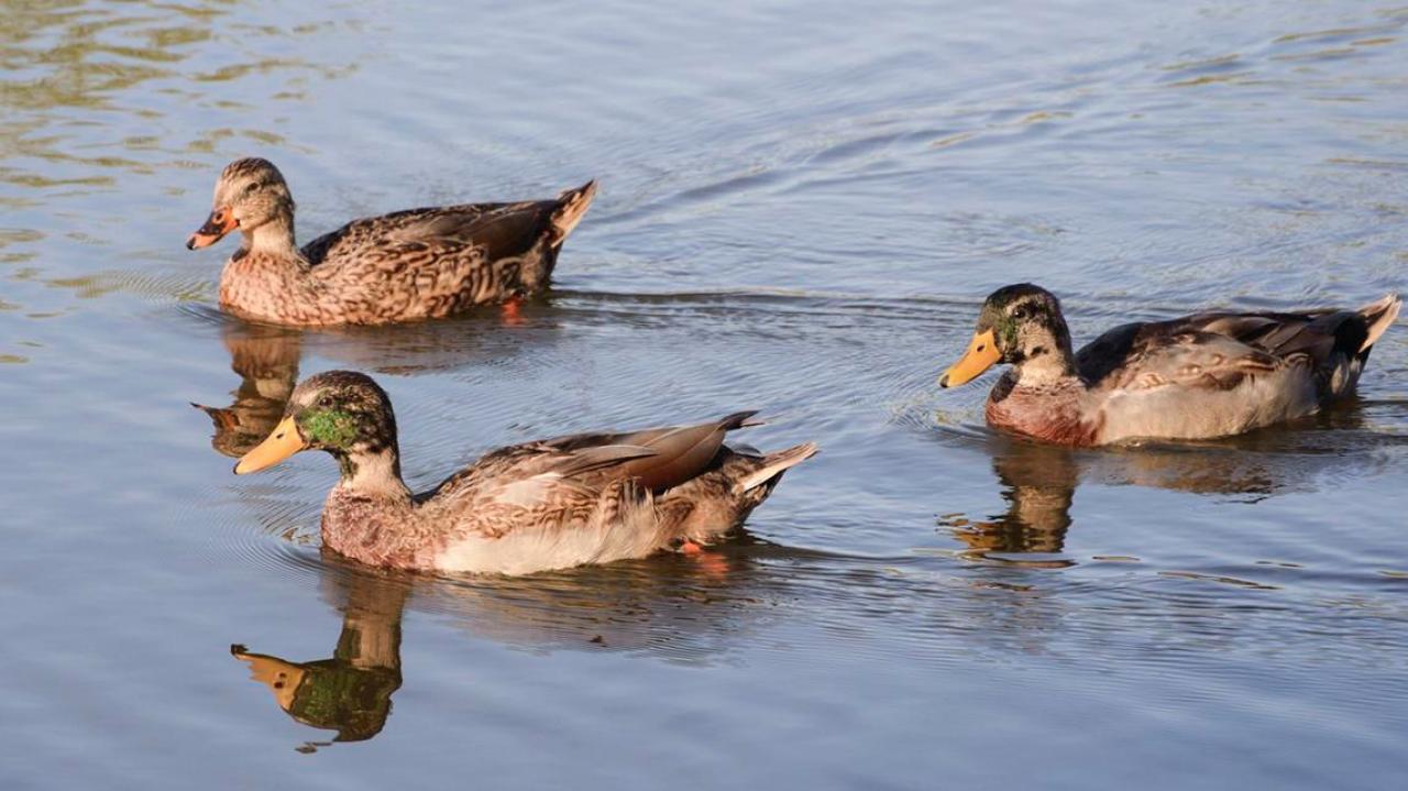 Nearly 200000 Ducks Killed In Bird Flu Cull Newshub