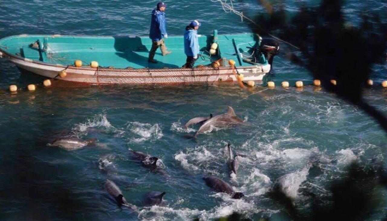 Taiji dolphin hunt sees 100 captured in 5 days Newshub