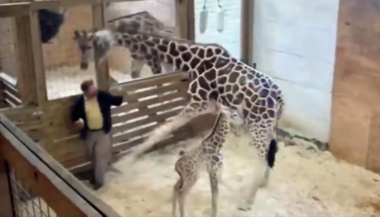 New Mother April The Giraffe Kicks Doctor In The Genitals Newshub 8543