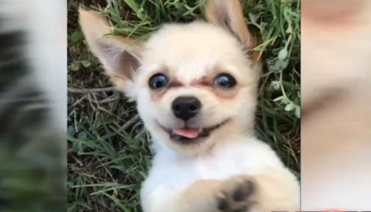 Chihuahua puppy left in airport by abused owner | Newshub