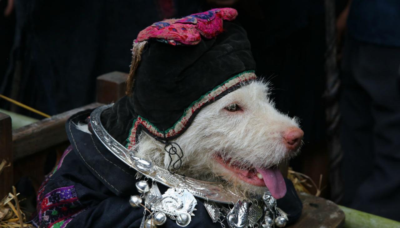 Dog carried on throne in Chinese festival Newshub