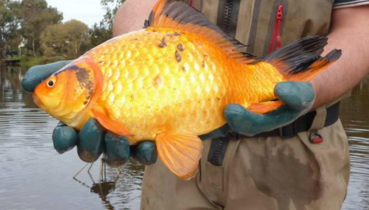 Giant goldfish discovery sparks warning not to flush | Newshub